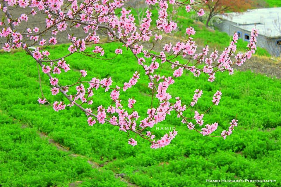 spring-blossom-on-its-peak-in-Hunza